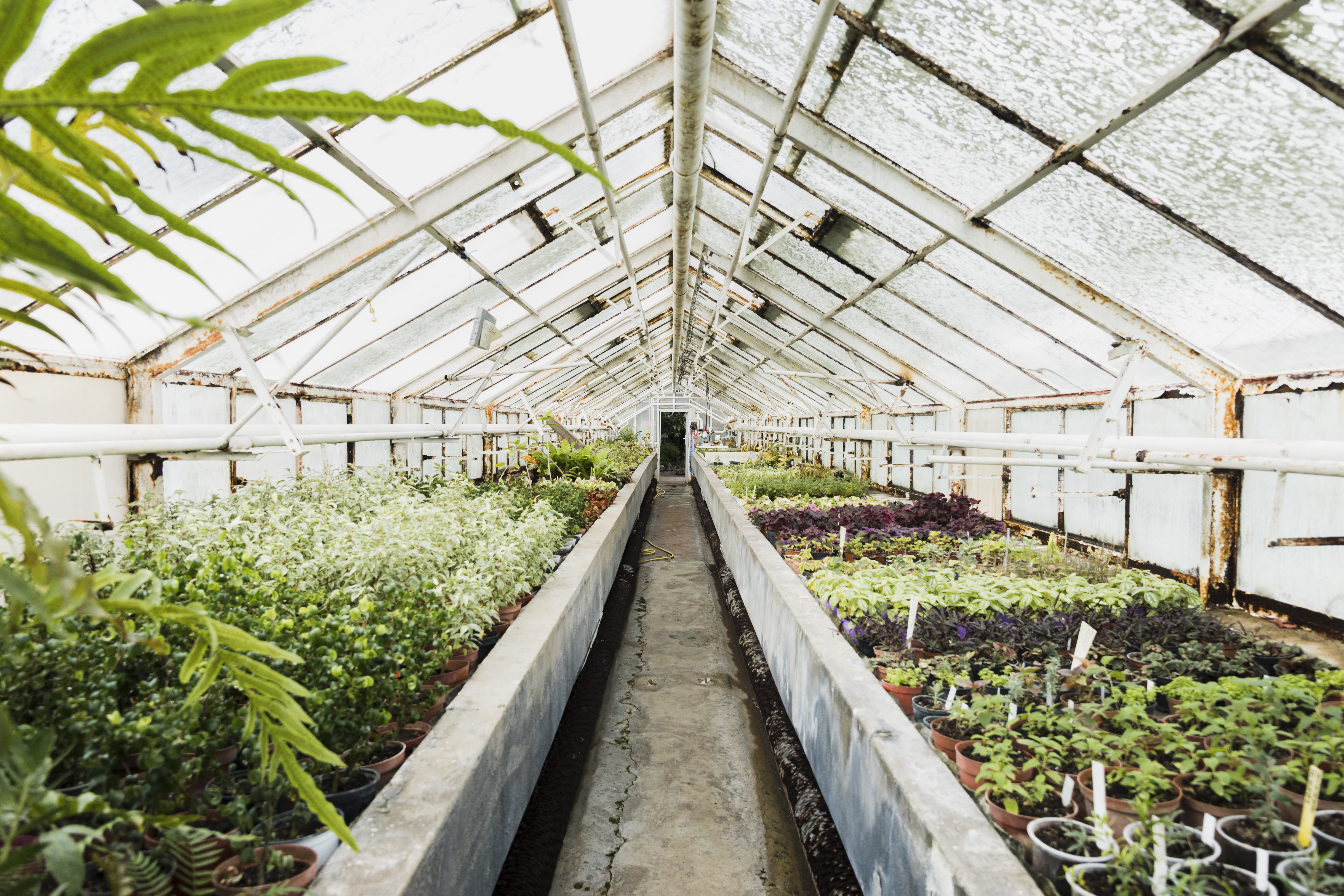 Lush greenhouse interior representing food self-reliance