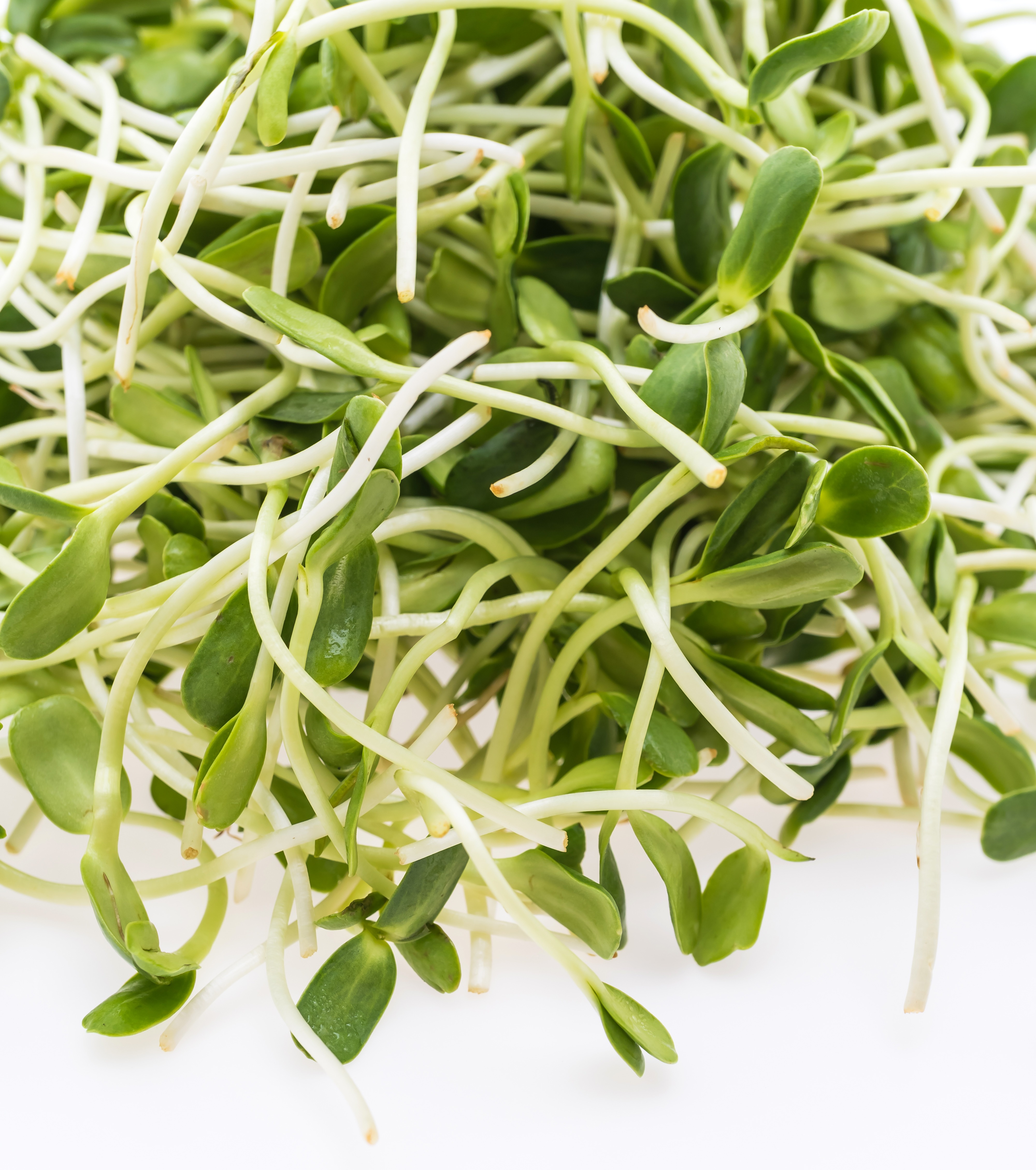 Vibrant organic vegetables representing peak nutrition and healthy eating